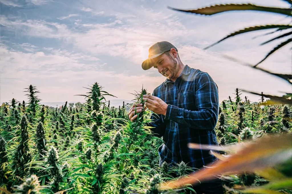 man exploring weed plants