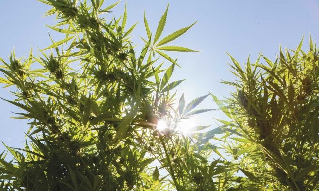 outdoor weed cultivation